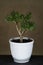 Crassula ovata, bonsai tree. Houseplant crassula ovata