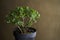 Crassula ovata, bonsai tree. Houseplant crassula ovata