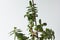 Crassula ovata branch and stick supported plant and do not permit to fall down on the white background