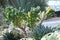 Crassula ovata Druce Crassulaceae Jade plant