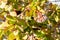 Crassula ovata flowering plant high angle view