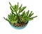 Crassula ovata Gollum Jade plant for bonsai isolated on a white background. Succulent plant with unusual tubular leaves growing in