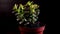 Crassula ovata or Jade plant in black studio