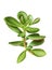 Crassula ovata Jade Plant,Money Plant succulent plant watercolor