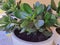 Crassula ovata jade plant money tree in white pot.