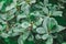 Crassula Ovata Jade succulent, jade plant, friendship tree, happy plant, or money tree. Leaves of an evergreen plant. Natural