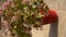 Crassula ovata lucky plant full of flowers