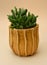 Crassula Ovata Succulent Plant in glazed pot