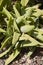Crassula perfoliata close up