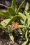 Crassula perfoliata close up