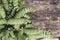 Crassula perforata foliage close up
