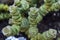 Crassula perforata succulent plant