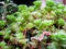 Crassula Plant Rock Rupestris, Forms A Green Carpet in a Collection of Succulents, Macro Photography