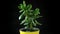 Crassula plant in a yellow pot turning around and rotating on a black background. Succulent plant