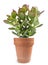 Crassula portulacea plant