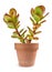 Crassula portulacea plant in vase