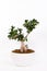 Crassula portulasea planted in a potted plant. The background has a clipping path, so you can freely change the background color.