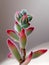 Crassula rogersii, succulent plant in bloom