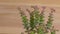 Crassula rupestris with tiny flowers on wooden background