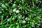 Crassula succulent close-up