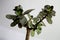 Crassula succulent plant branch on white background