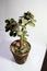 Crassula succulent tree in a pot