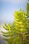 Crassula tetragona is a succulent plant native to Southern Africa