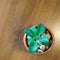 Crassulaceae Plant in tile pot decorated with white river stone on wooden table. Top View