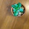 Crassulaceae Plant in tile pot decorated with white river stone on wooden table. Top View