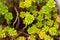 Crassulaceae: Stonecrop Family. Green natural home plant close-up.