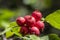 Crataegus coccinea healthy and ornamental red fruits, beautiful tree branches with green leaves