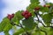 Crataegus coccinea healthy and ornamental red fruits, beautiful tree branches with green leaves