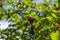 Crataegus coccinea healthy and ornamental red fruits, beautiful tree branches with green leaves