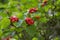 Crataegus coccinea healthy and ornamental red fruits, beautiful tree branches with green leaves