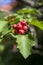 Crataegus coccinea healthy and ornamental red fruits, beautiful tree branches with green leaves