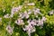 Crataegus or Hawthorn blossom.