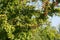 Crataegus ,hawthorn, quickthor red berries on branches on blue sky