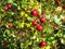Crataegus, Hawthorn, red autumn fruits. Medicinal plant