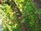 Crataegus - hawthorn, thornapple, May-tree, whitethorn, hawberry