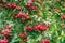 Crataegus hawthorn, thornapple, may-tree, whitethorn, or hawberry berries on twig