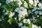 Crataegus, hawthorn white flowers closeup selective focus