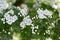 Crataegus laevigata hawthorn tree in bloom during springtime, branches with green leaves and group of flowers and buds petals