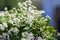 Crataegus laevigata hawthorn tree in bloom during springtime, branches with green leaves and group of flowers and buds petals