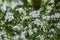 Crataegus laevigata hawthorn tree in bloom during springtime, branches with green leaves and group of flowers and buds petals