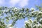 Crataegus laevigata hawthorn tree in bloom during springtime, branches with green leaves and group of flowers and buds petals