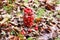 Crataegus laevigata, midland or English hawthorn or mayflower ripe berries at autumn.