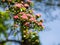 Crataegus Laevigata tree Paul`s Scarlet blooming in spring
