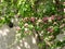 Crataegus Laevigata tree Paul`s Scarlet blooming in spring background