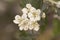 Crataegus monogyna common hawthorn waxy white flowers, light purple stamens and lobed leaves on natural green background