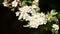 Crataegus monogyna, oneseed hawthorn - widescreen picture.